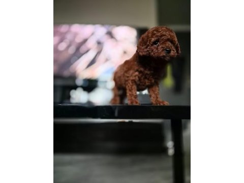 Kore toy poodle yavrular