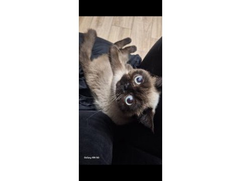 Exotic shorthair chocolate point