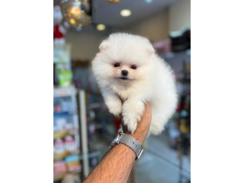 Orjinal show pomeranian boo ayı surat yavrularımız