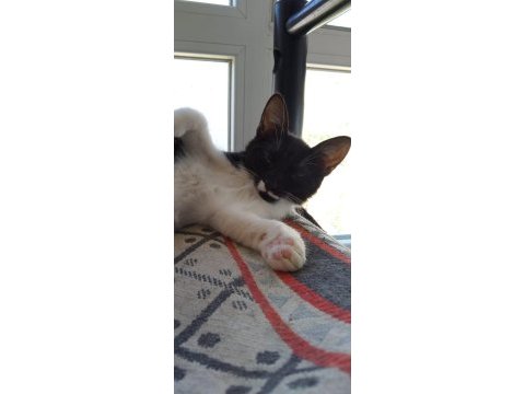 Çekingen kedidir ama sevdimi tam seviyor