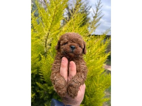 Hayalinizdeki poodle evladınız sadece bir telefon uzağız