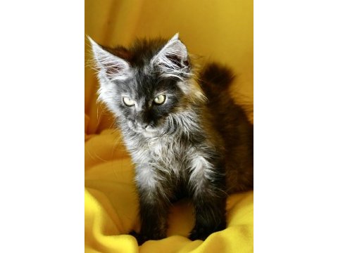 Kalitenin adresi big claw maine coon
