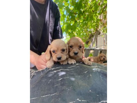 Cocker yavruları antalya acil