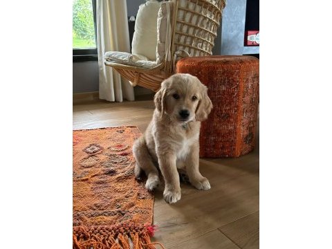 Çok şirin ve akıllı golden yavruları