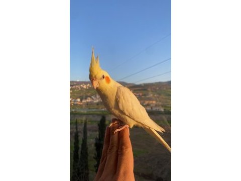 El beslemesi lutino sultan papağanı bebek