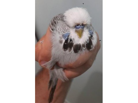 Show jumbo muhabbet kuşu erkek