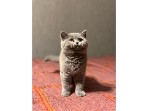 Ayı surat british shorthair yavru kedimiz
