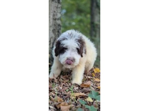 Chocolate pied aussiedoodle yavrumuz
