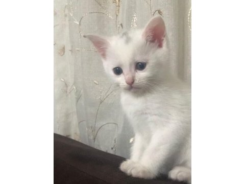 Erkek 2 aylık british shorthair