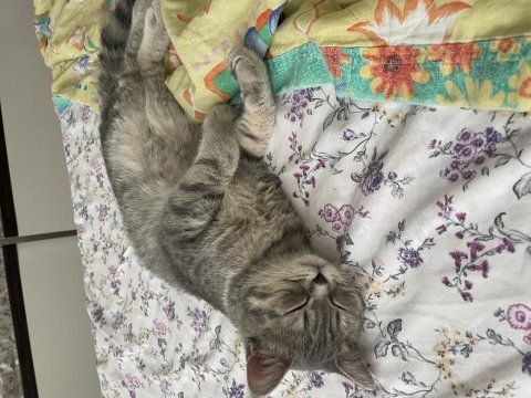 Erkek british shorthair 8-9 aylık