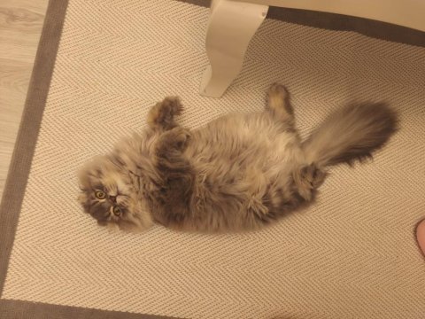 Sahibinden 10 aylık ücretsiz scottish fold