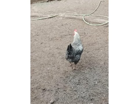 Horozlarımı ve ördeklerimi sahiplendiriyorum
