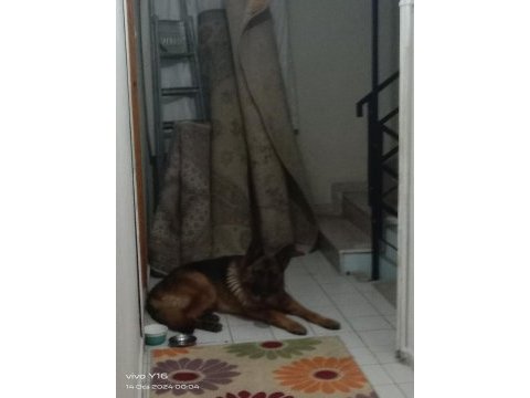 K9 alman kurdu