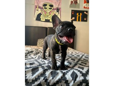 French bulldog 4 aylık yavrular