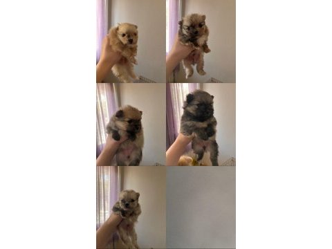Pomeranian boo teddy bear ücretli