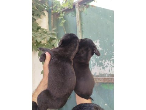 Cane corso köpekler
