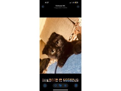 Scottish fold kedimiz
