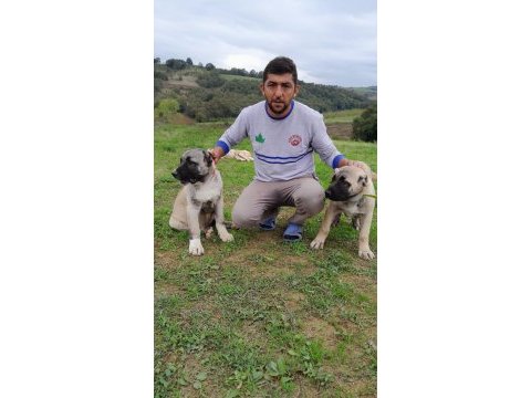 Anadolu aslanı köpeğimiz