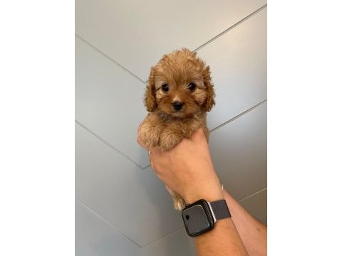 Toy poodle
