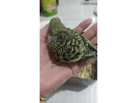 Muhabbet kuşu yavruları el besleme jumbo