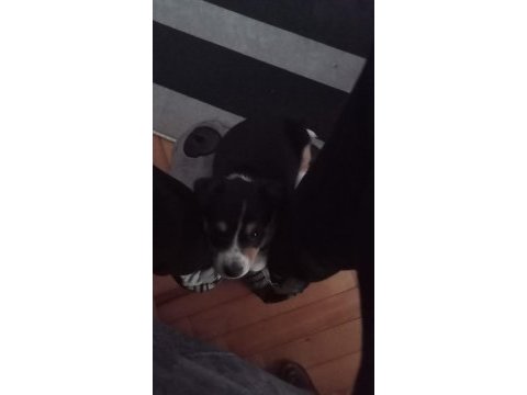 2 aylık yavru dişi köpeğimize acil yuva