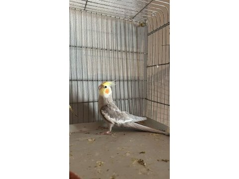 Erkek grey yetişkin sultan papağanı