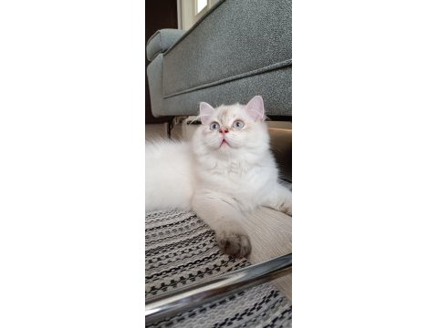 Full şecereli 4 aylık british longhair