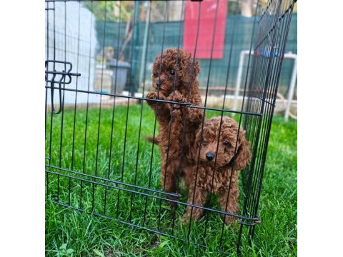 Toy poodle yavrularımız