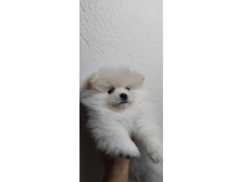 Minik pomeranian yavrularımız yeni yuvasını arıyorlar