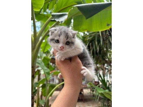 Scottish fold yavrularım yeni sahibini bekliyor