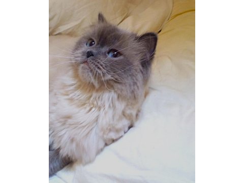 2.5 yaşında british longhair kızımıza yuva arıyoruz
