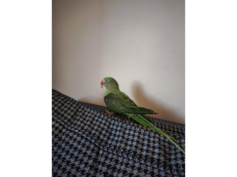 8aylık bebek alexander papağanı