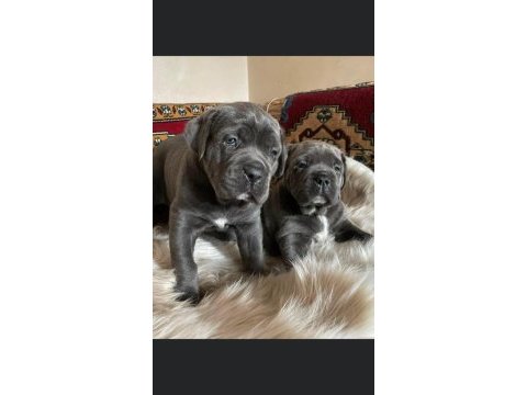 Irk sağlık garantili cane corso yavruları