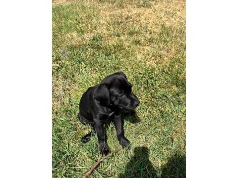 Siyah cane corso erkek 3 aylık