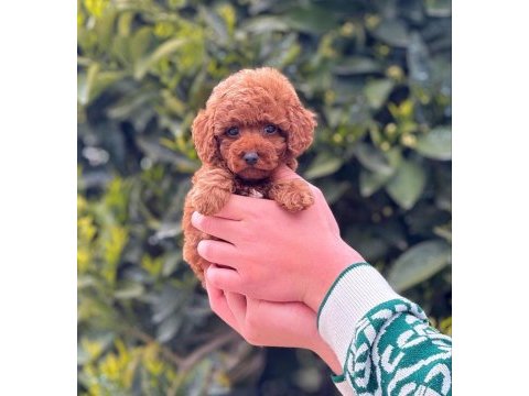 2.5 aylık erkek toy poodle tarçınlı kurabiyemiz