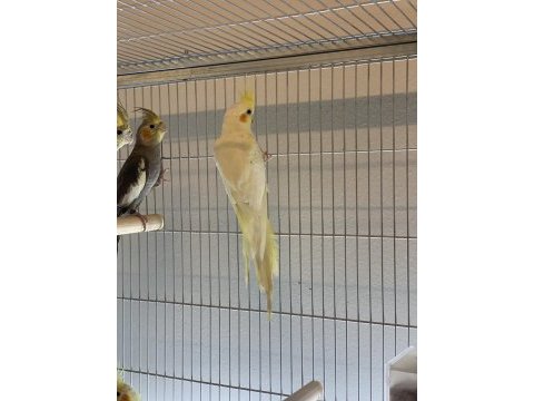 Lutino sultan papağanı yavrular bilgi için arayınız