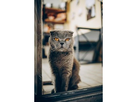 2 yaşında eğitimli tatlımı tatlı kızım scottish fold