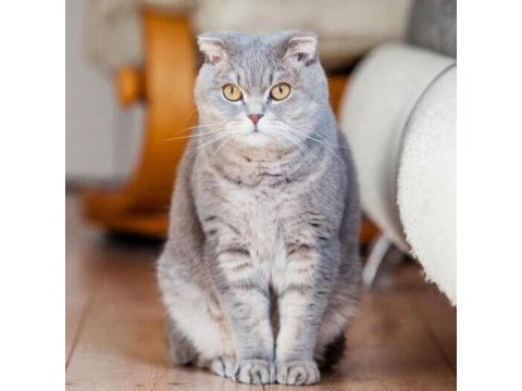 Scottish fold dişi yavru