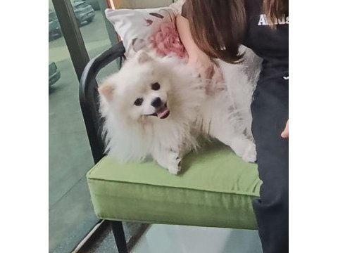 Beyaz pomeranian 15 aylık oğlum