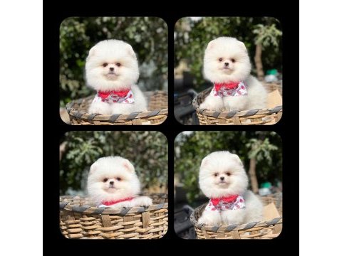 Pomeranian boo dişi yavrumuz