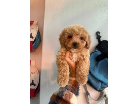 Muhteşem maltipoo bebekler