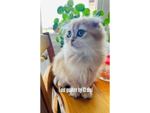 British golden ny12 longhair