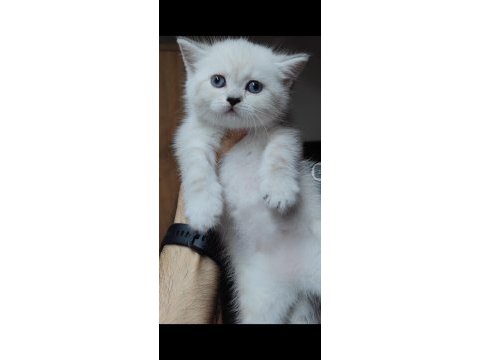 British shorthair