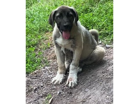 Kangal köpeğimizi sahiplendiriyoruz
