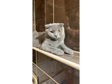 Scottish fold 4 aylık yavrumuz