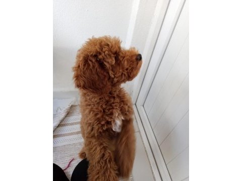 Köpeğimi bazı sebeplerden dolayı vereceğim