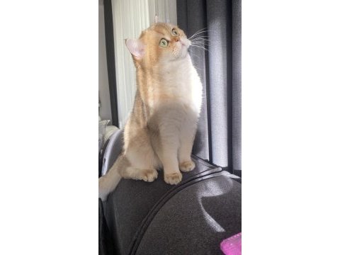 British shorthair golden 2 yaşında