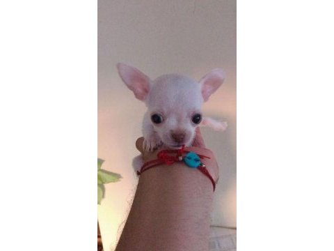 Safkan tea cup chihuahua yavruları muhteşem anatomi