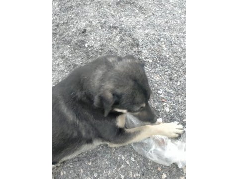 Yavru sıcak kanlı köpeğimize yuva arıyoruz