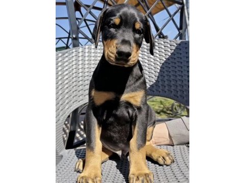 Show kalite doberman yavrular